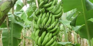 Fresh Green Cavendish Banana