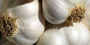White Garlic