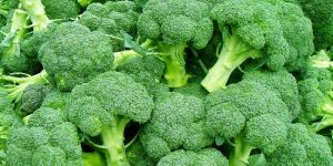 Fresh Broccoli