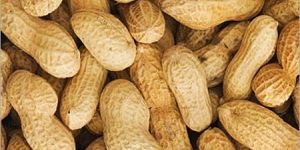 Shelled Groundnuts