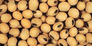 Soybean Seeds