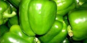 Green Capsicum