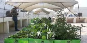 Roof Top Farming