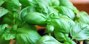 Basil Aromatherapy Oil