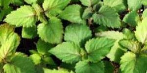 Patchouli Aromatherapy Oil