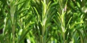 Rosemary Aromatherapy Oil
