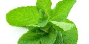 Mint Leaves