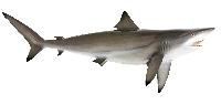 Shark Fish