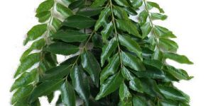 Curry Leaves