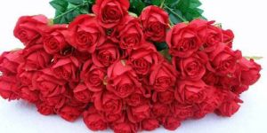 Fresh Rose Flowers