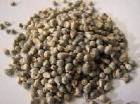 Pearl Millet
