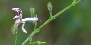 Andrographis Paniculata