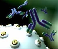 Monoclonal Antibody