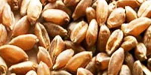 Wheat Seeds