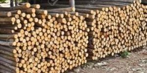 Wooden Balli