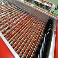 Fruits Grading Machine