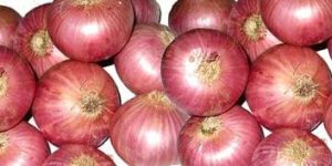Onion