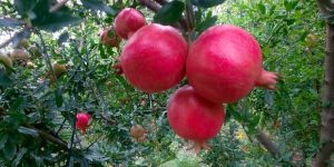 Pomegranate