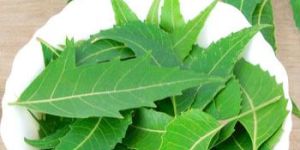 Neem Leaves