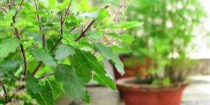Tulsi Plant