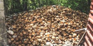 Coconut Shells