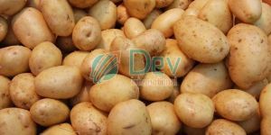 Fresh Potato