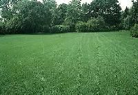 Lawn Grass