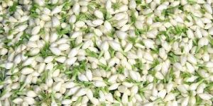Madurai Jasmine Flowers