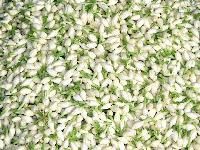 Madurai Jasmine Flower