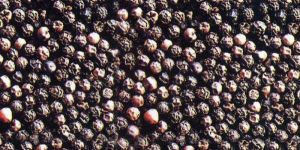 Black Pepper Seeds