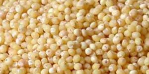 Millet Seeds