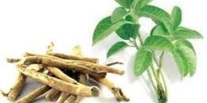 Ashwagandha Extract