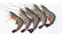 Black Tiger Shrimps