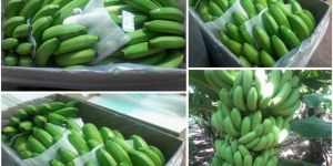 Fresh Cavendish Banana