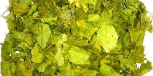 Gymnema Sylvestre (Sirukurinjan)