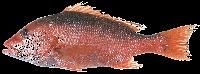 Red Snapper Fish