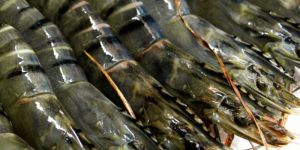 Frozen Black Tiger Prawn