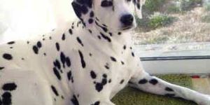 Dalmatian Dog