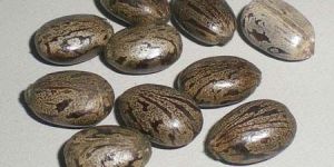 Castor Seeds