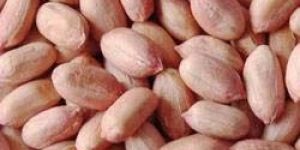 Groundnut Kernels