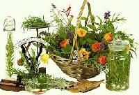 Medicinal Herbal Plant