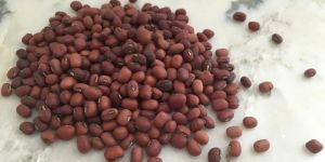 Adzuki Beans