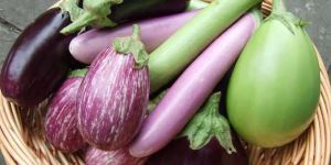 Fresh Brinjal
