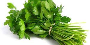 Fresh Coriander Leaves