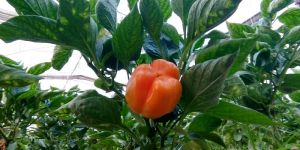 Red Capsicum