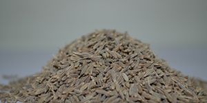 Cumin Seeds