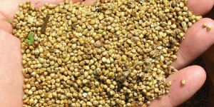 Millet Seed