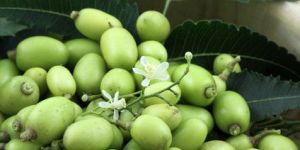 Neem Fruits