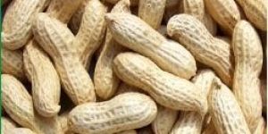 Groundnut Shelled