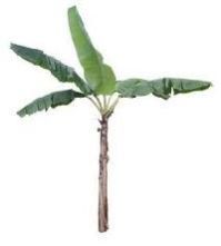 Tissue Culture Banana Plants